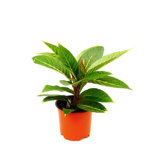 Sanchezia nobilis glaucophylla - 5.5" Pot