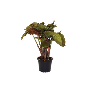 Syngonium podophyllum 'Strawberry Ice' (low color)