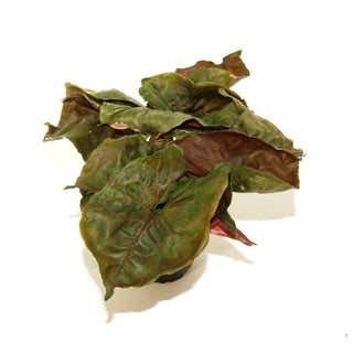 Syngonium podophyllum 'Strawberry Ice' (low color)