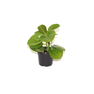 Cissus rotundifolia