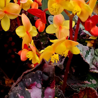 Begonia 'Steve's Leaves Yellow Jacket'