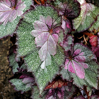 Hybrids Talk with the American Begonia Society