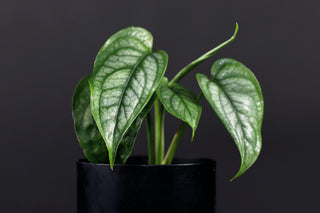 Staff Pick: Monstera Siltepecana