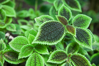 Staff Pick: Pilea Mollis "Moon Valley"