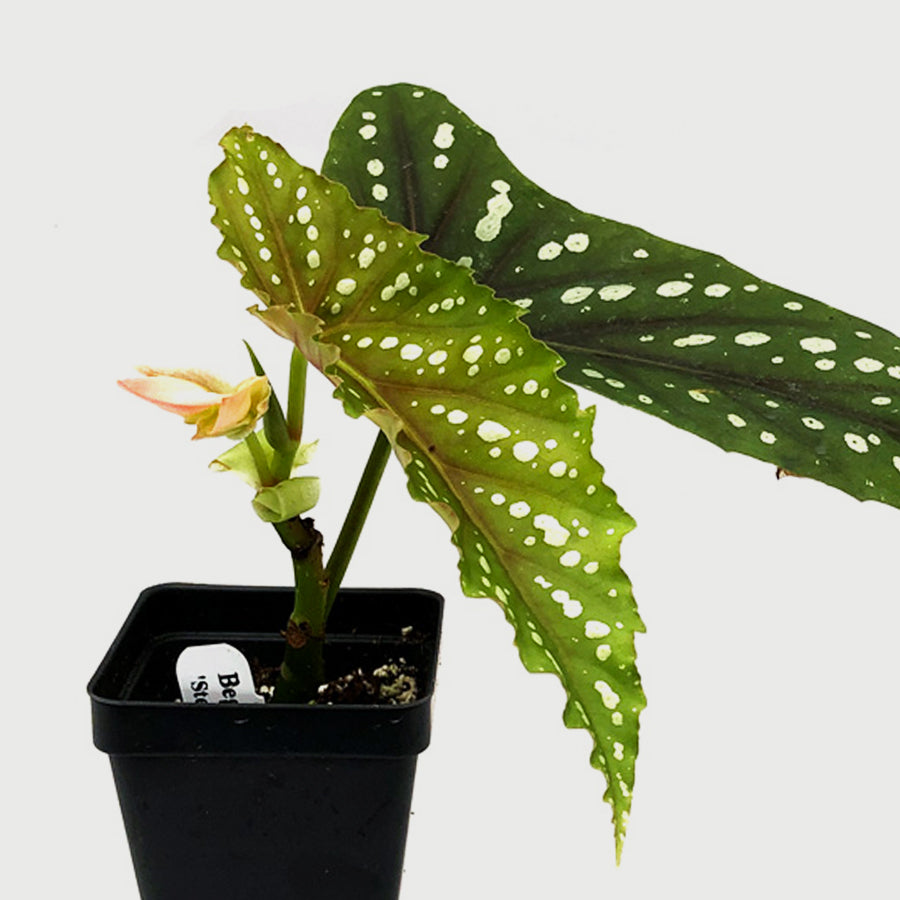 Customer Favorites | Steve's Leaves Exotic Plants & Much More