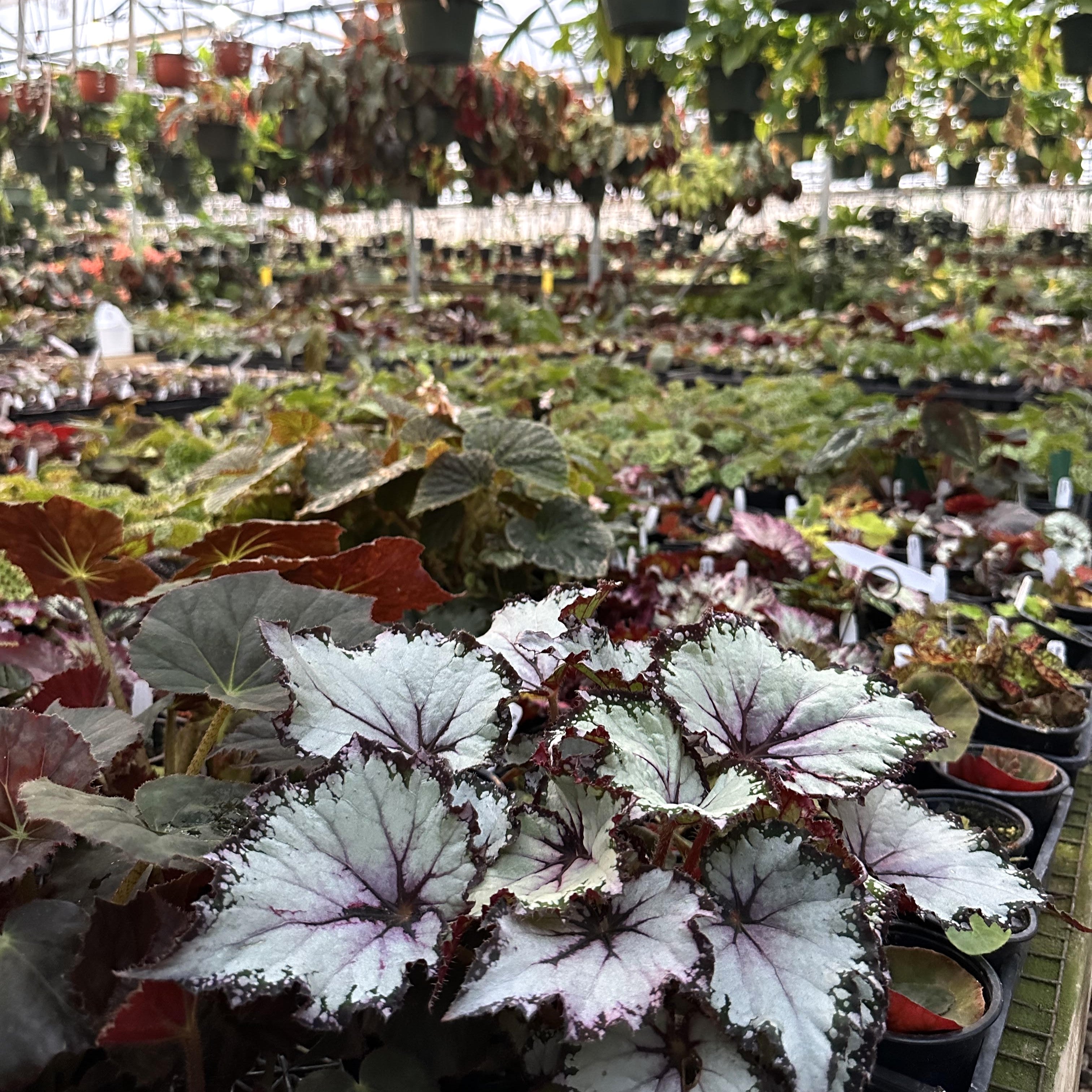 Exotic Plants | Unusual Foliage Plants for Sale | Steve's Leaves – Page 4