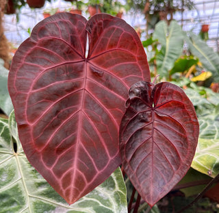 Anthuriums