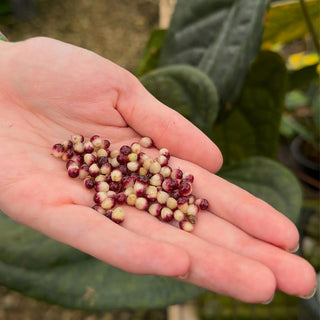 Anthurium Seeds