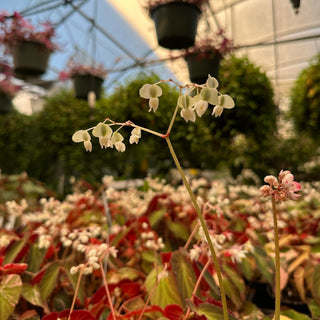 Blooming Plants