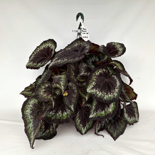 Z-2180 - Begonia 'Black Beauty' - 10in Hanging Basket **NEW**