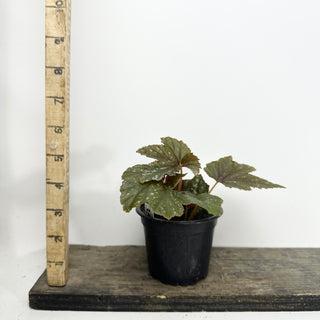 Begonia 'Gryphon' [#2135]
