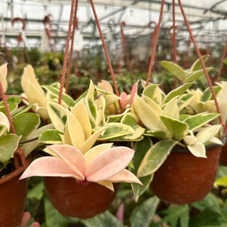 Hoya carnosa 'Krimson Queen'