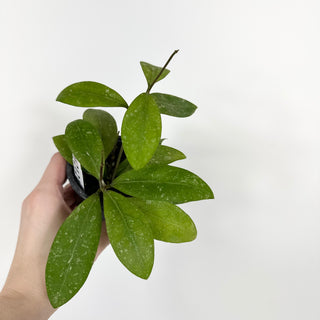 Hoya elmeri (splash) [#2121]