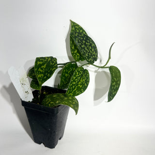 Z-5014 - Scindapsus pictus "Green Form" (Hassk)