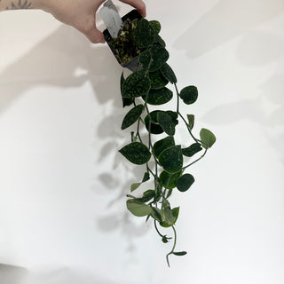 Z-4910 - Scindapsus pictus (Green Form Hassk)