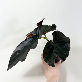 Begonia 'Monarch' [#1914]