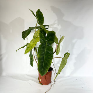 Z-4926 - Philodendron 'Paraiso Verde' (Non-TC)