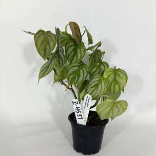 Z-4537 - Philodendron aff. brandtianum