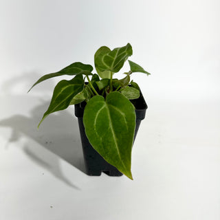 Anthurium magnificum/‘Silver Blush' x 'Arnold Schwarzenegger'