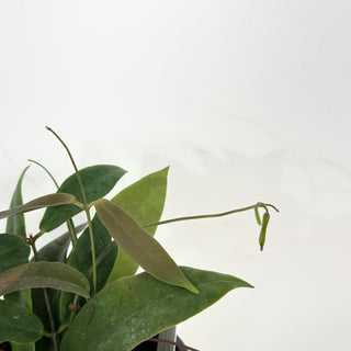 Hoya oreostemma (pink-white) NS 12-318 [#2357]