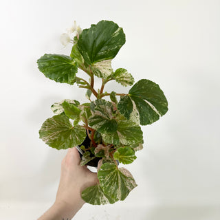 Begonia cucullata (variegated) "Pink Mint" [#2094]