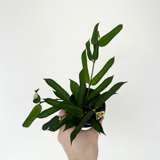 Hoya pandurata [#2040]