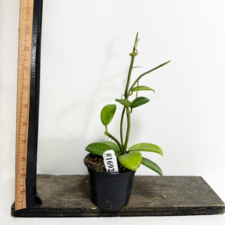 Hoya liangii [#1692]