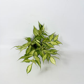 Hoya polyneura (inner variegated) [#2414]