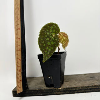 Begonia chlorosticta [#1732]