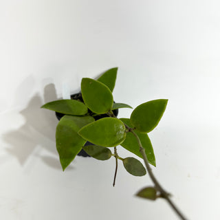 Hoya benchaii