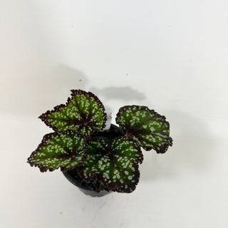 Begonia 'Fairytale' [#2104]