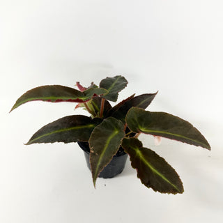 Begonia 'Magdalene Madsen' [#2489]