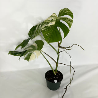 Monstera deliciosa var. borsigiana albo-variegata [#1522]