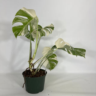 Z-4521 - Monstera deliciosa var. borsigiana albo-variegata