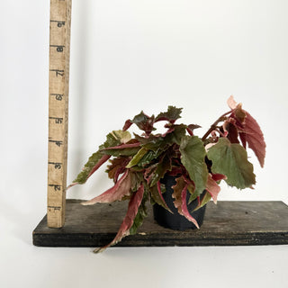 Z-5293 - Begonia 'Ginny Galaxy'