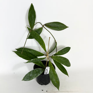 Hoya PMP 173-B [#2283]