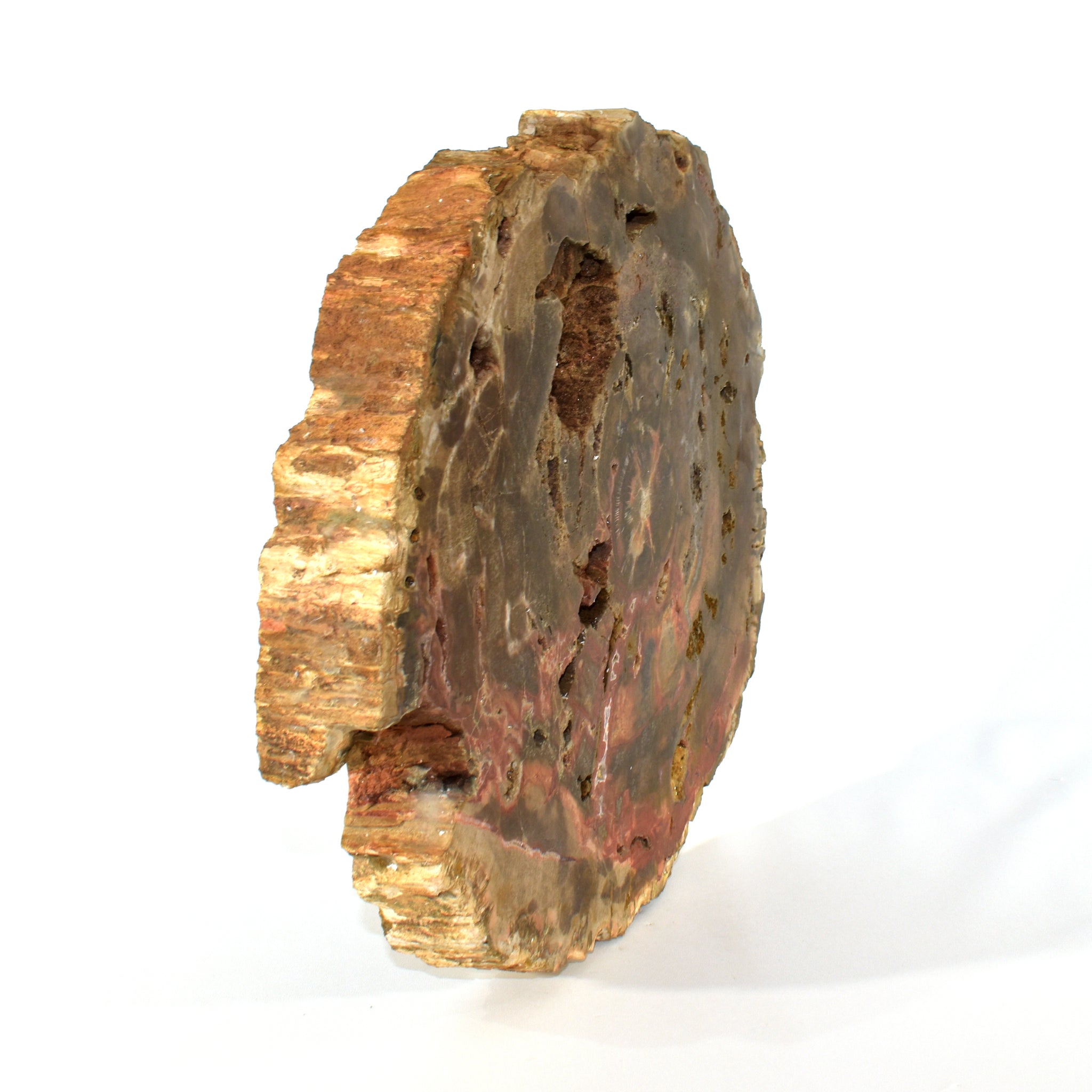 Petrified Wood Slab (14 Lbs)