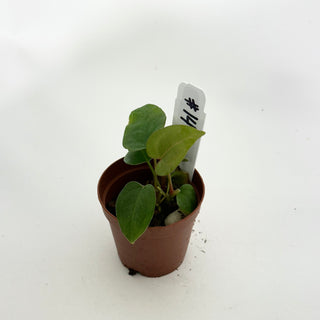 Anthurium 'Prince of Darkness' x self - 2 Seedlings [#1476]