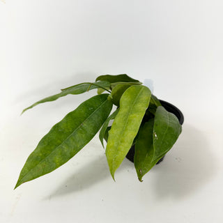 Hoya surisana [#1629]