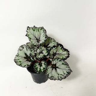 Begonia 'Dolce Vita' [#2004]