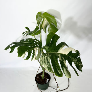 Monstera deliciosa var. borsigiana albo-variegata [#1521]