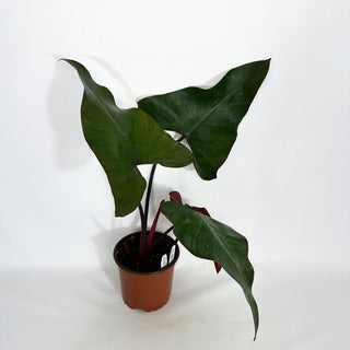 Philodendron 'Dark Lord' (Non-TC) [#1457]