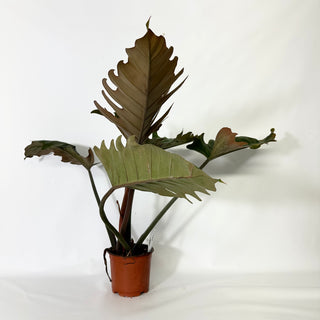 Philodendron 'Pluto' (Non-TC) [#1685]