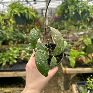 Hoya rundumensis (splash)