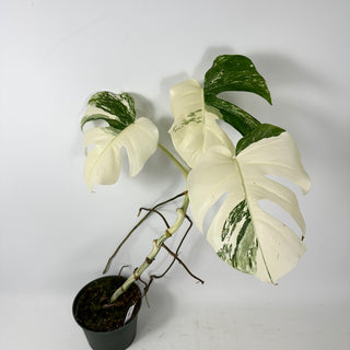 Monstera deliciosa var. borsigiana albo-variegata [#2349]