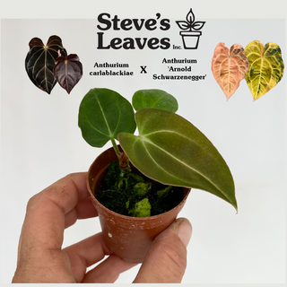 Z-4735 - Anthurium carlablackiae x 'Arnold Schwarzenegger' - Seedling