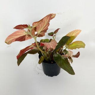Begonia ‘Withlacoochee’ (Variegated) [#2101]