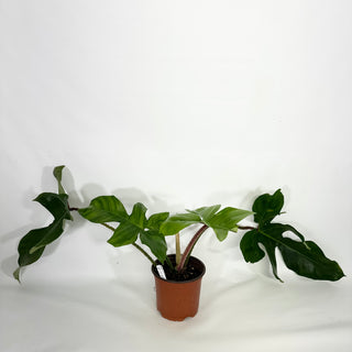 Philodendron squamiferum (Non-TC) [#1160]