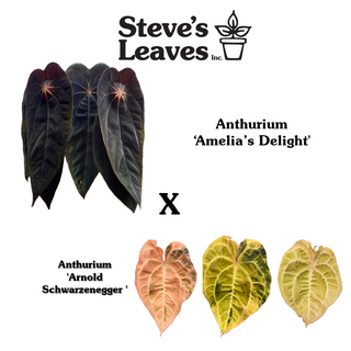 Anthurium 'Amelia's Delight' x 'Arnold Schwarzenegger' - Seedling [#1983]