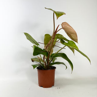 Philodendron 'Jose Buono' (Texas Form) x erubescens 'Red Emerald' [#2434]